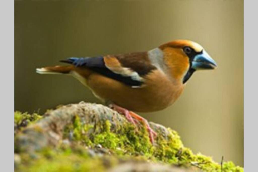 Appartamento The Little Acorn Lydney Esterno foto